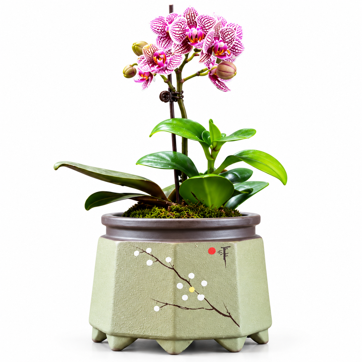 A potted pink and purple butterfly orchid with green leaves and stems, set in a light green hexagonal ceramic pot decorated with a cherry blossom branch motif, on a plain white background.